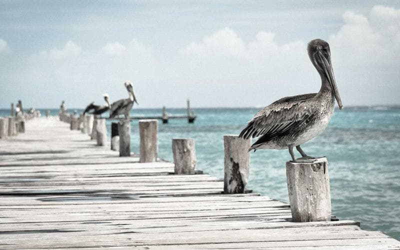 Ilustración de cuentos - Caballito